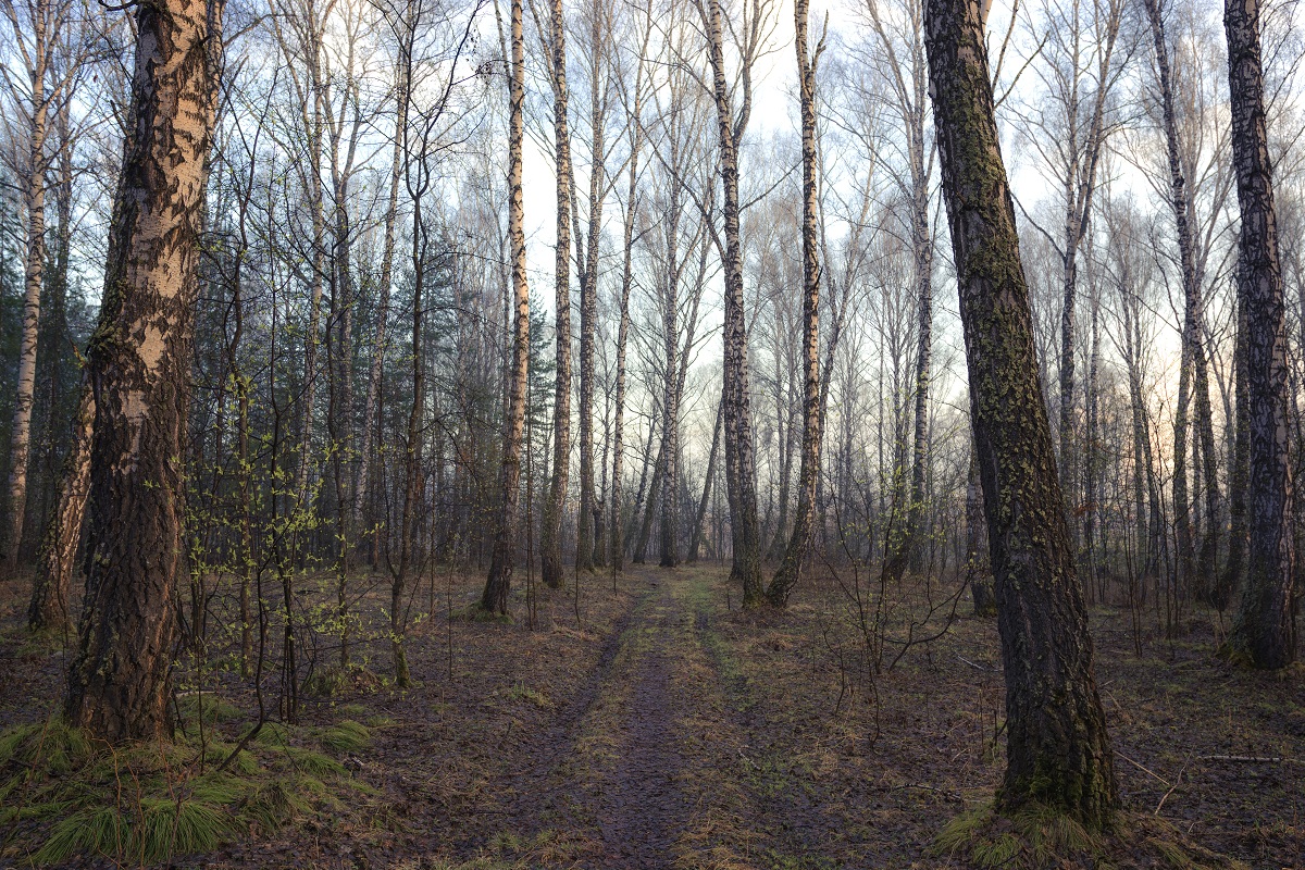 Вот- вот и зазеленеет!