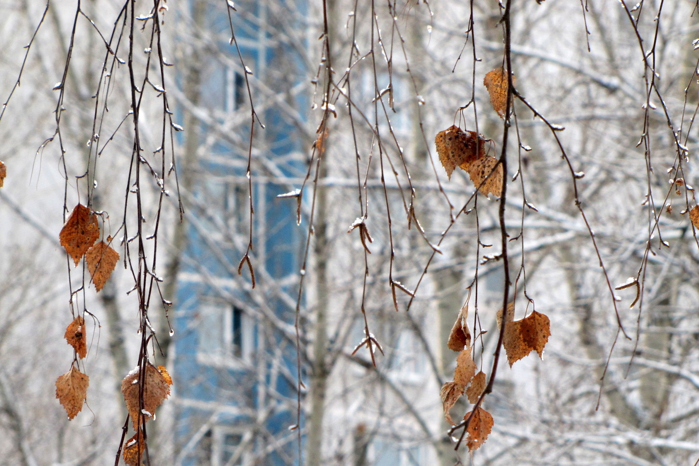 *Зимнее утро**