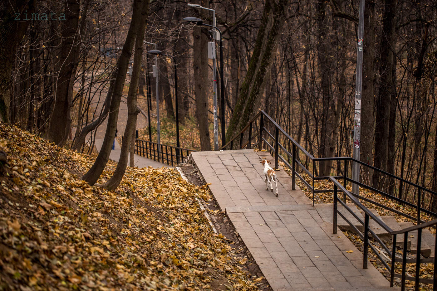 Дело было в парке