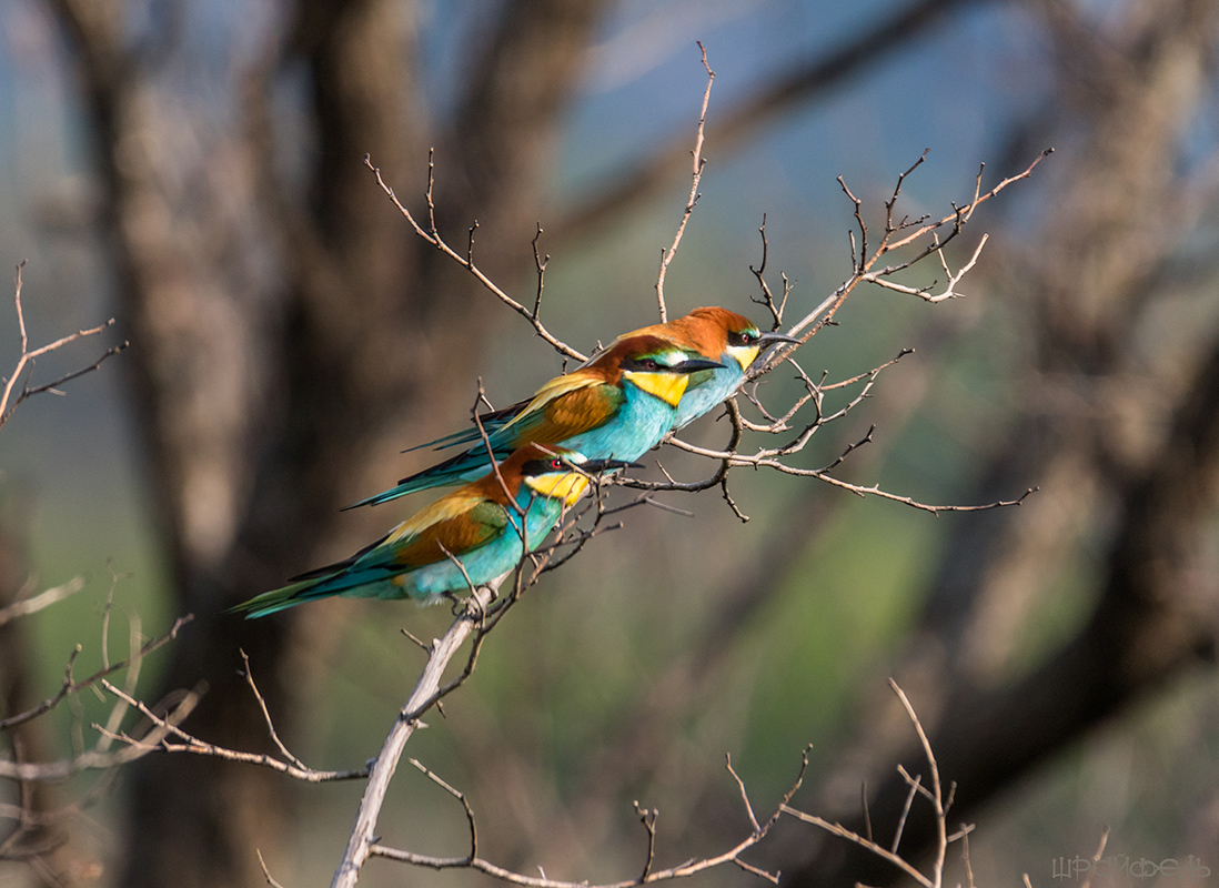 Щурки прилетели...
