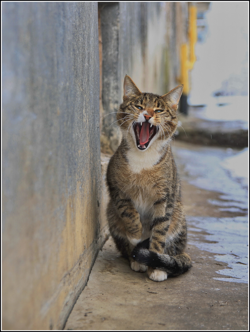 мартовские песни