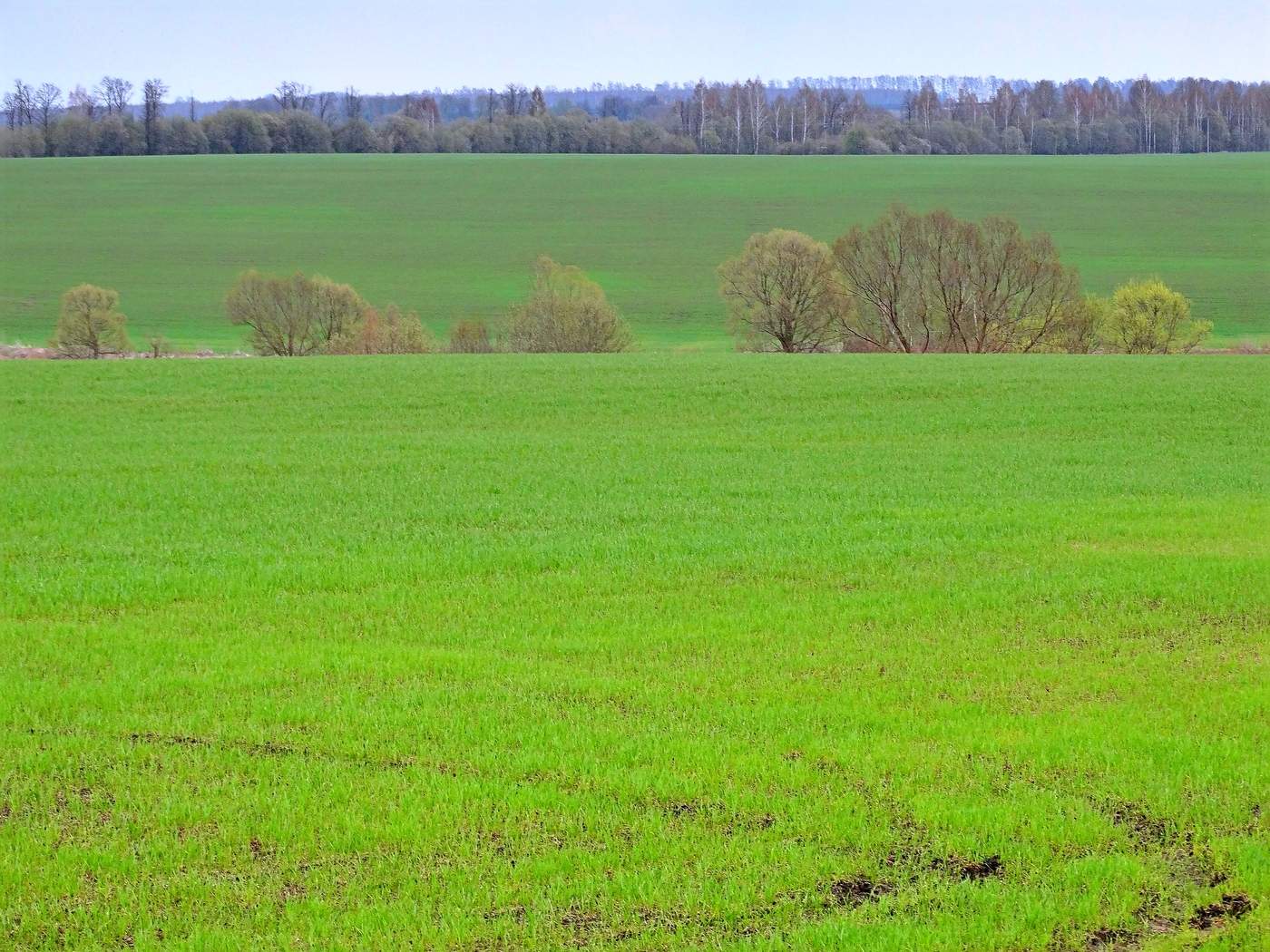 Поля озимые, весенние