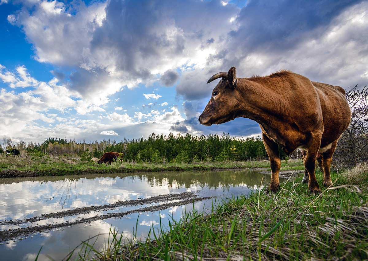 Сельская зарисовка...