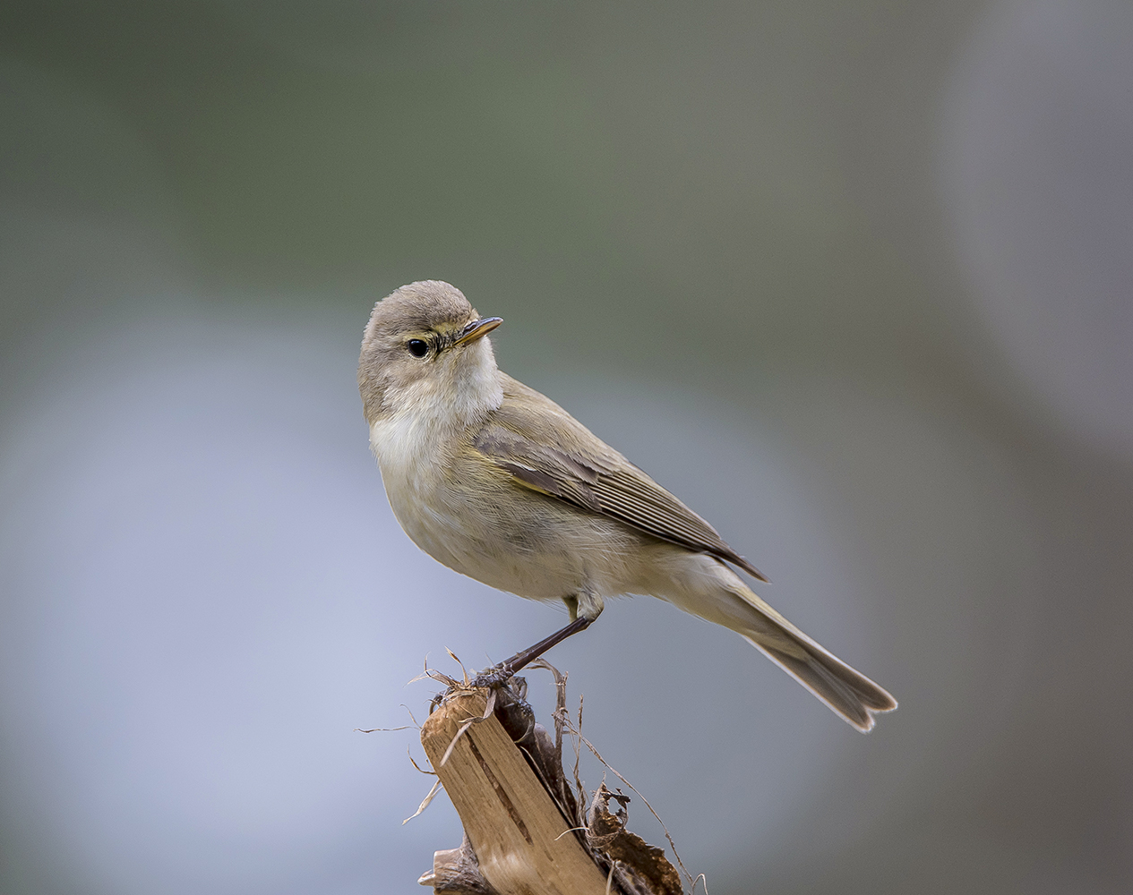 Пеночка теньковка