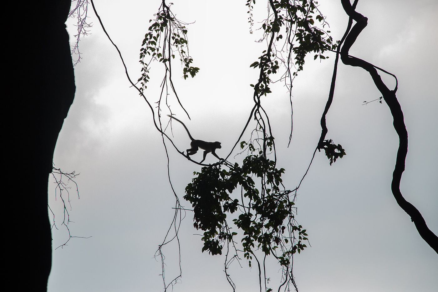 Зов джунглей