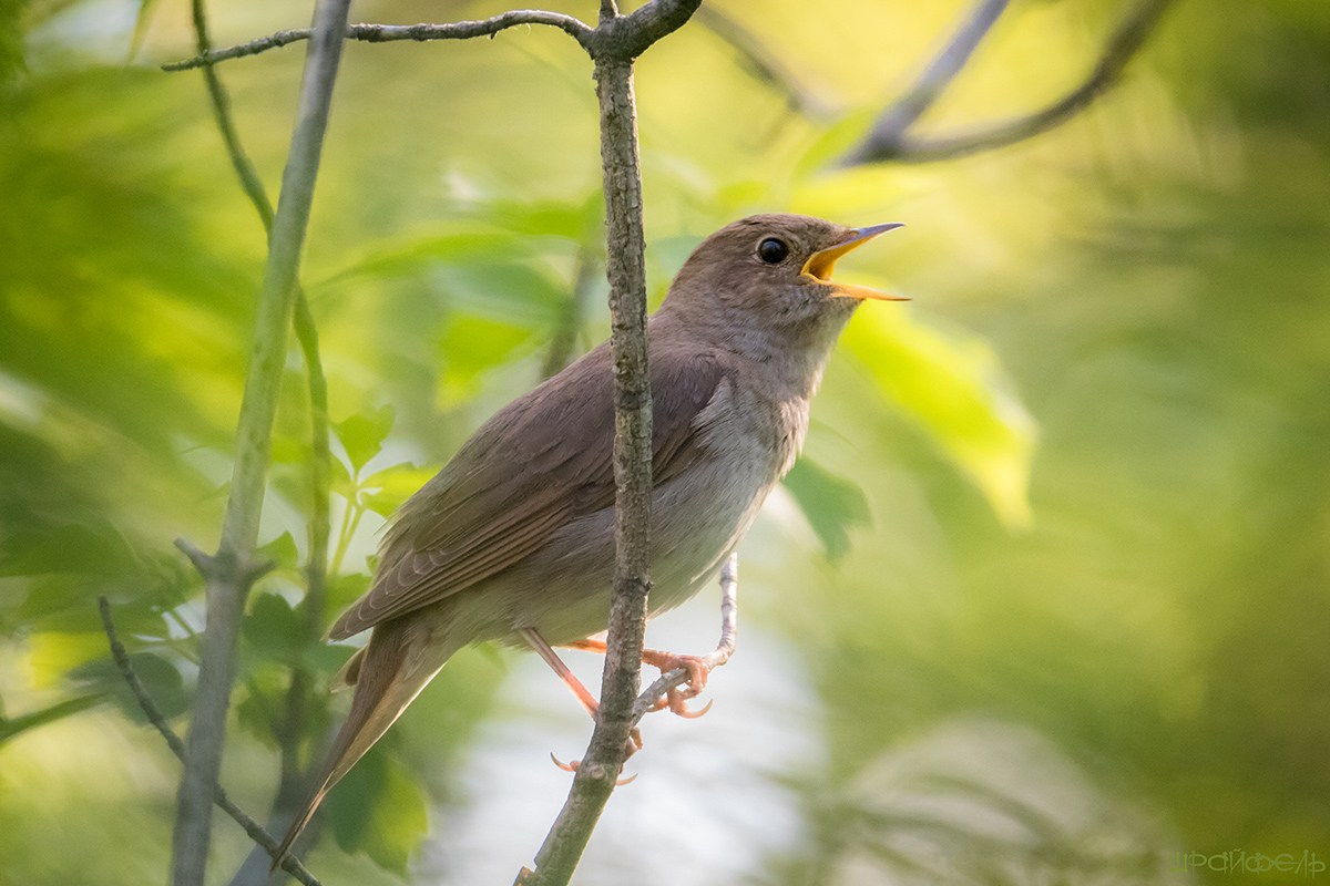 Голосистый соловей