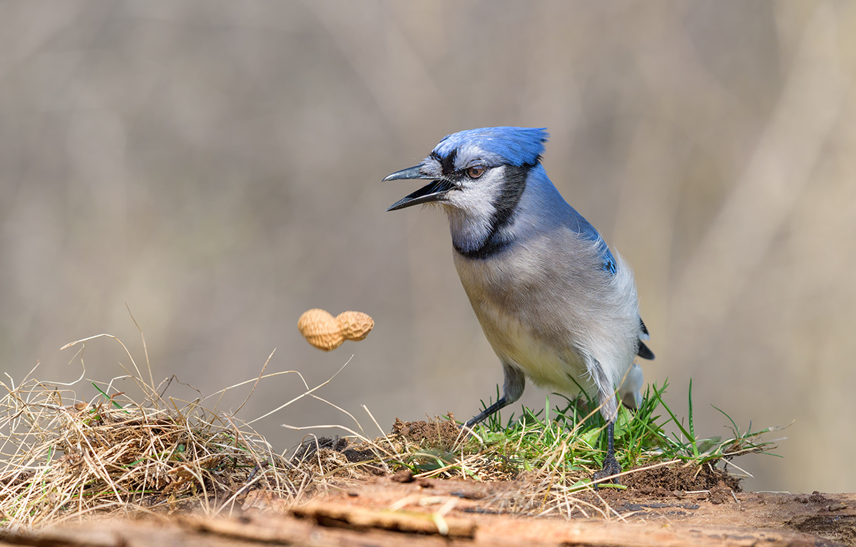 Blue jay~Голубая сойка