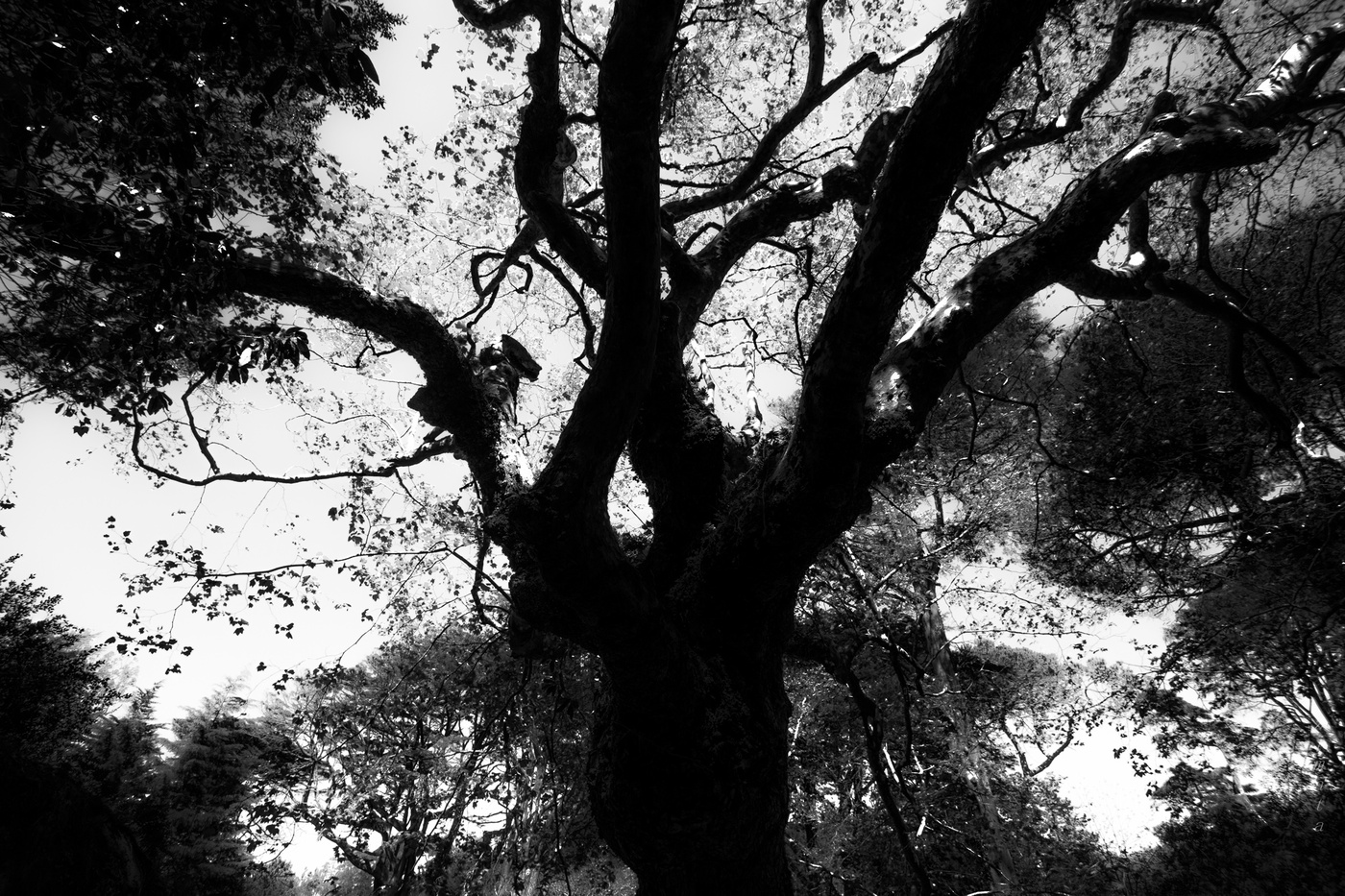 раскидистое дерево