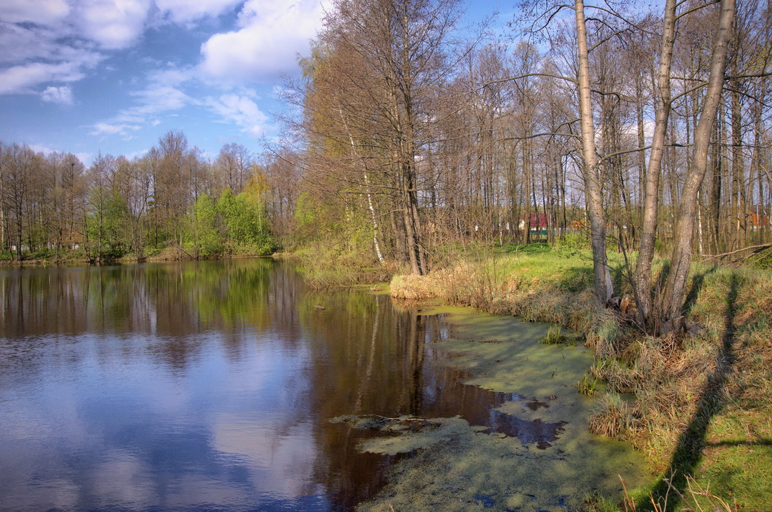 Солнечный берег. Пруд.