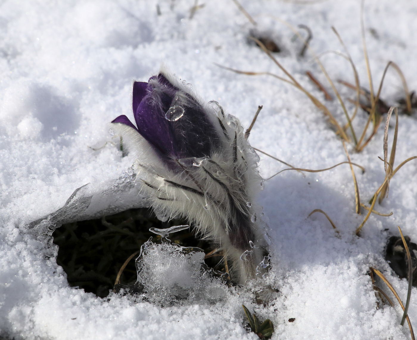 Весеннее пробуждение