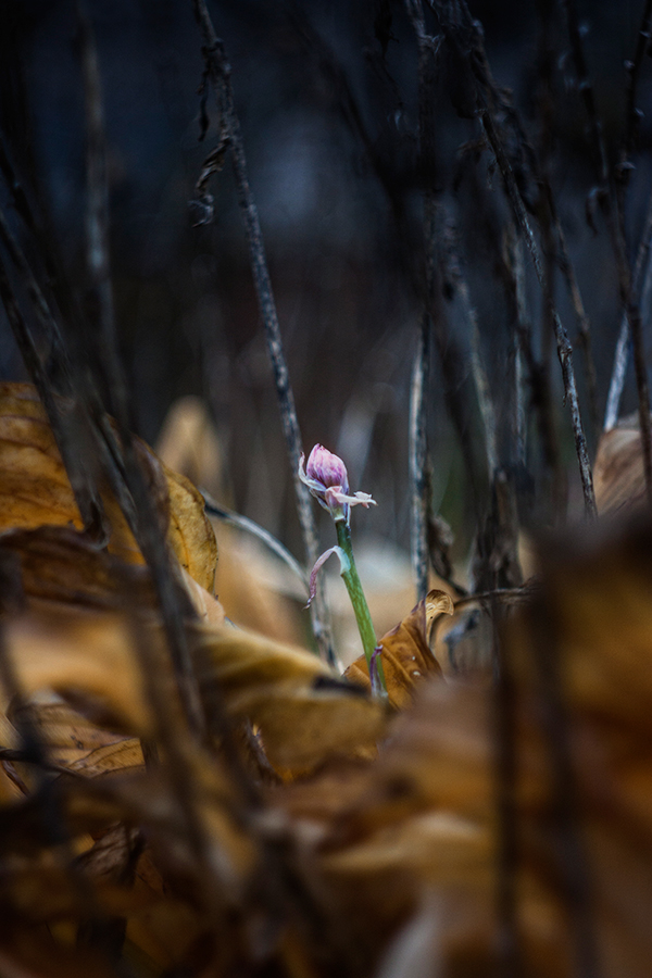 Весеннее пробуждение