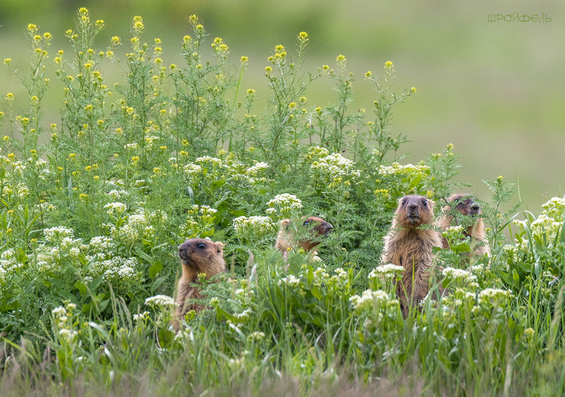В высокой траве