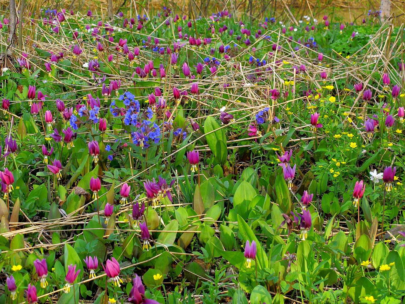 Весеннее пробуждение