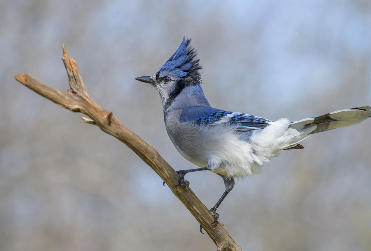 Blue jay~Голубая сойка
