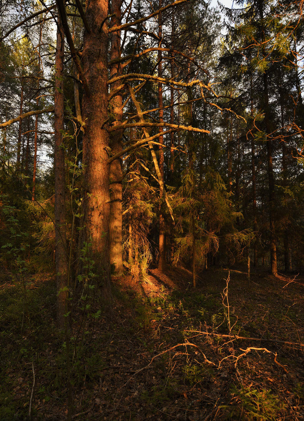 Последний луч уходящего дня ...