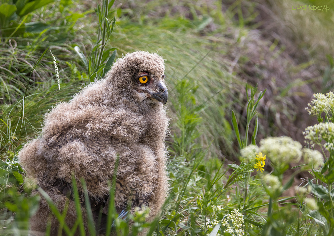 Чудо в перьях