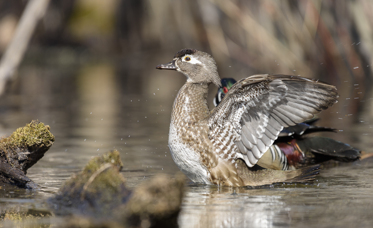 Wood Duck~Каролинская утка