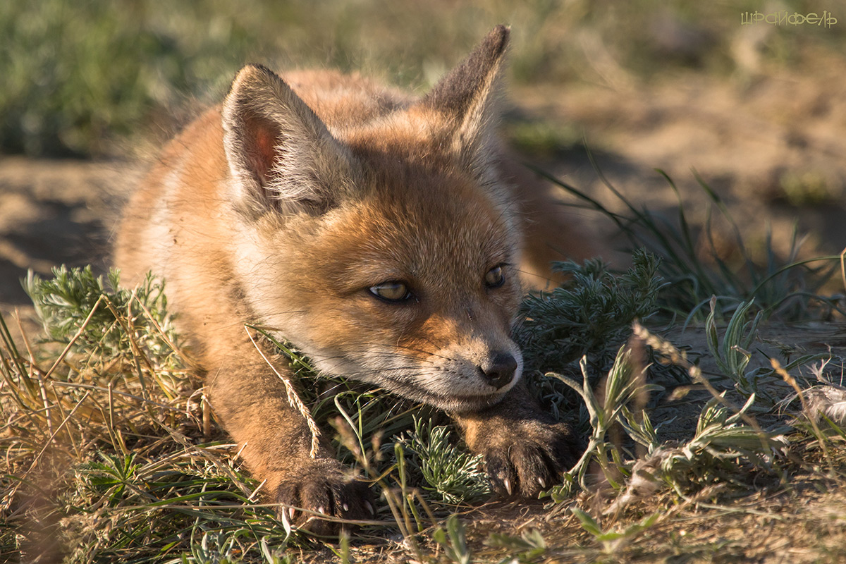 Эх, мужик - мне бы твои заботы...