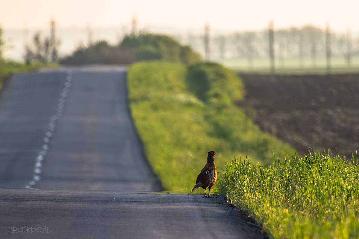 Встречая солнце