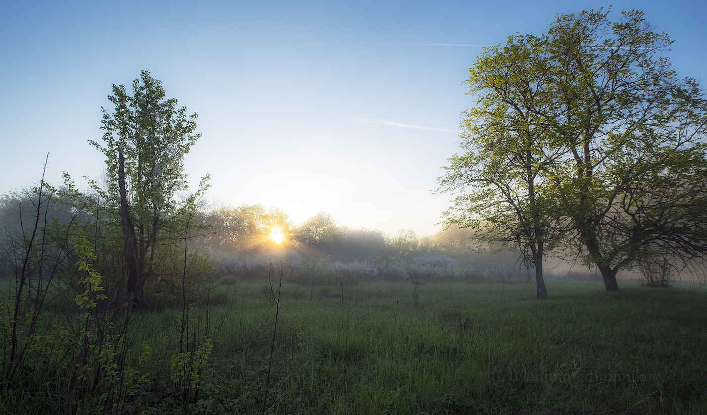 Туманный рассвет в кустах дикой вишни.