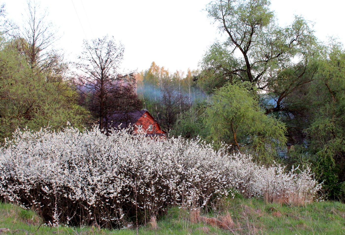 Терн цветет