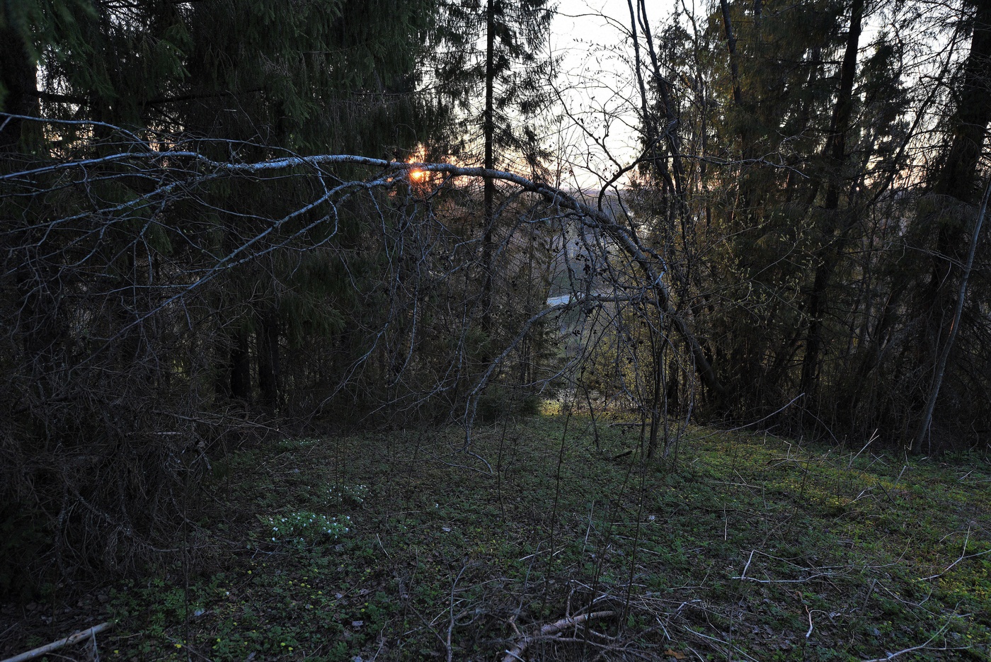 "Цветы влюбленные шептали ..."