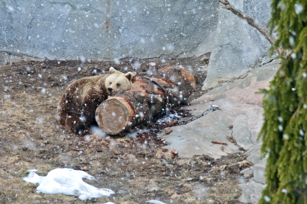Снотворное для Михал Потапыча
