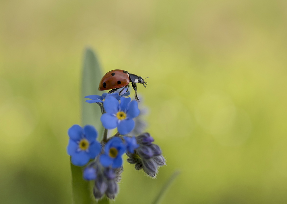Весенние мотивы