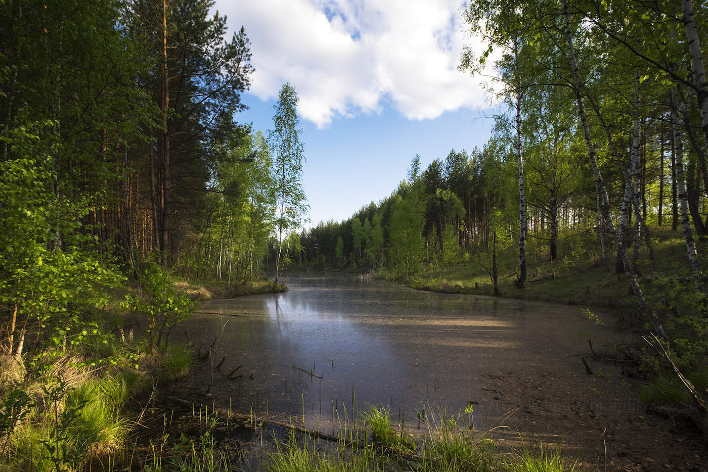 Лесное озеро