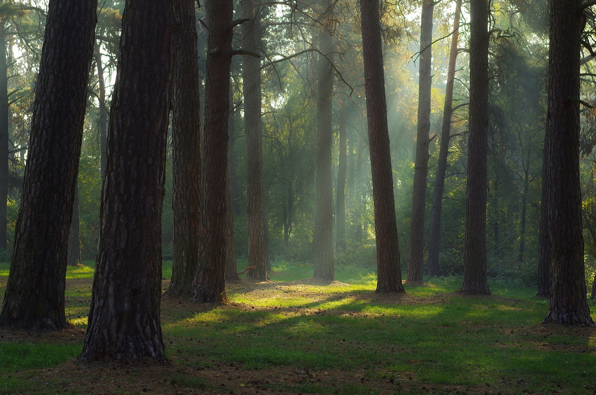 Немного света