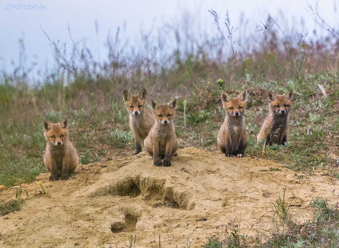 На зарядку становись