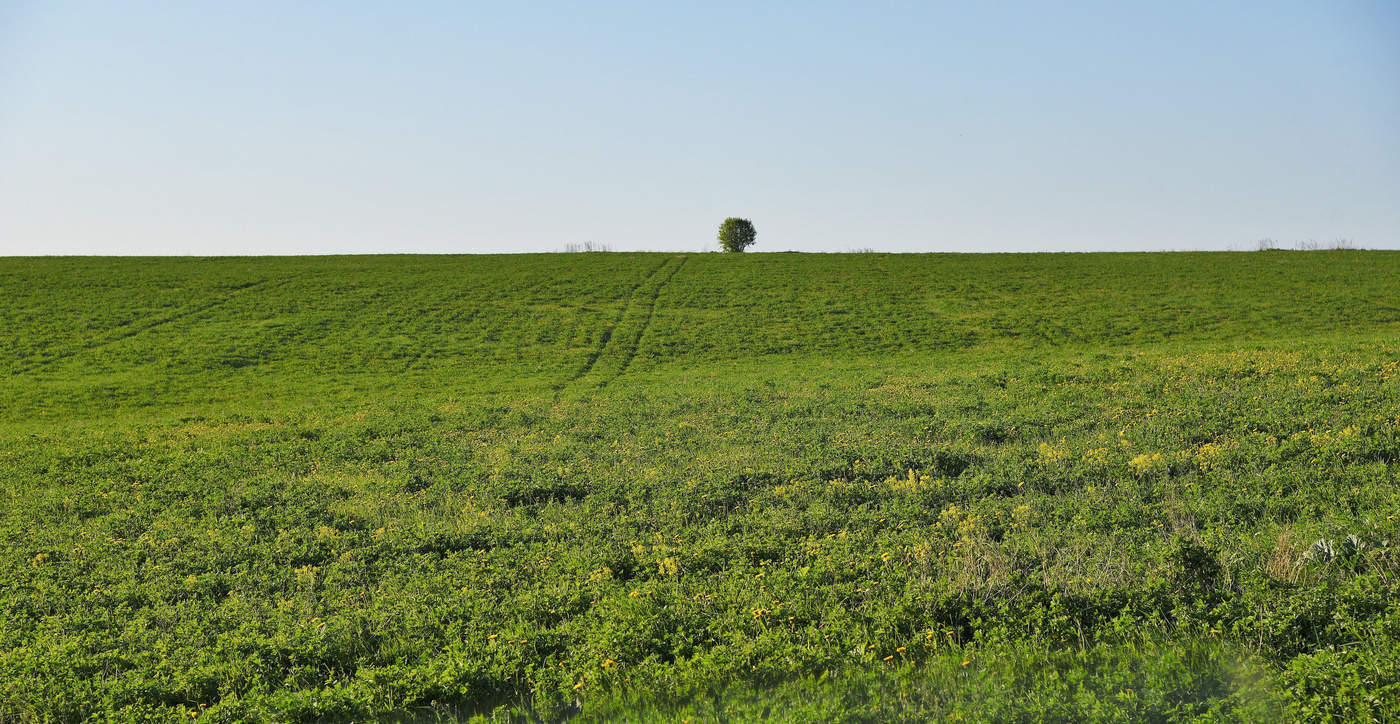" И я один в моей пустыне..."