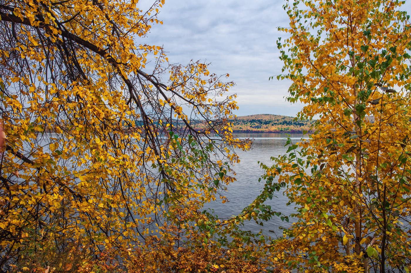 Осеннее золото
