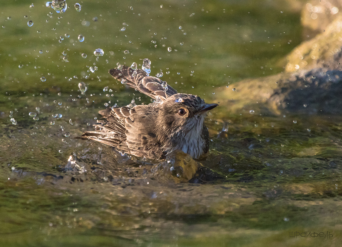Купание серой мухоловки