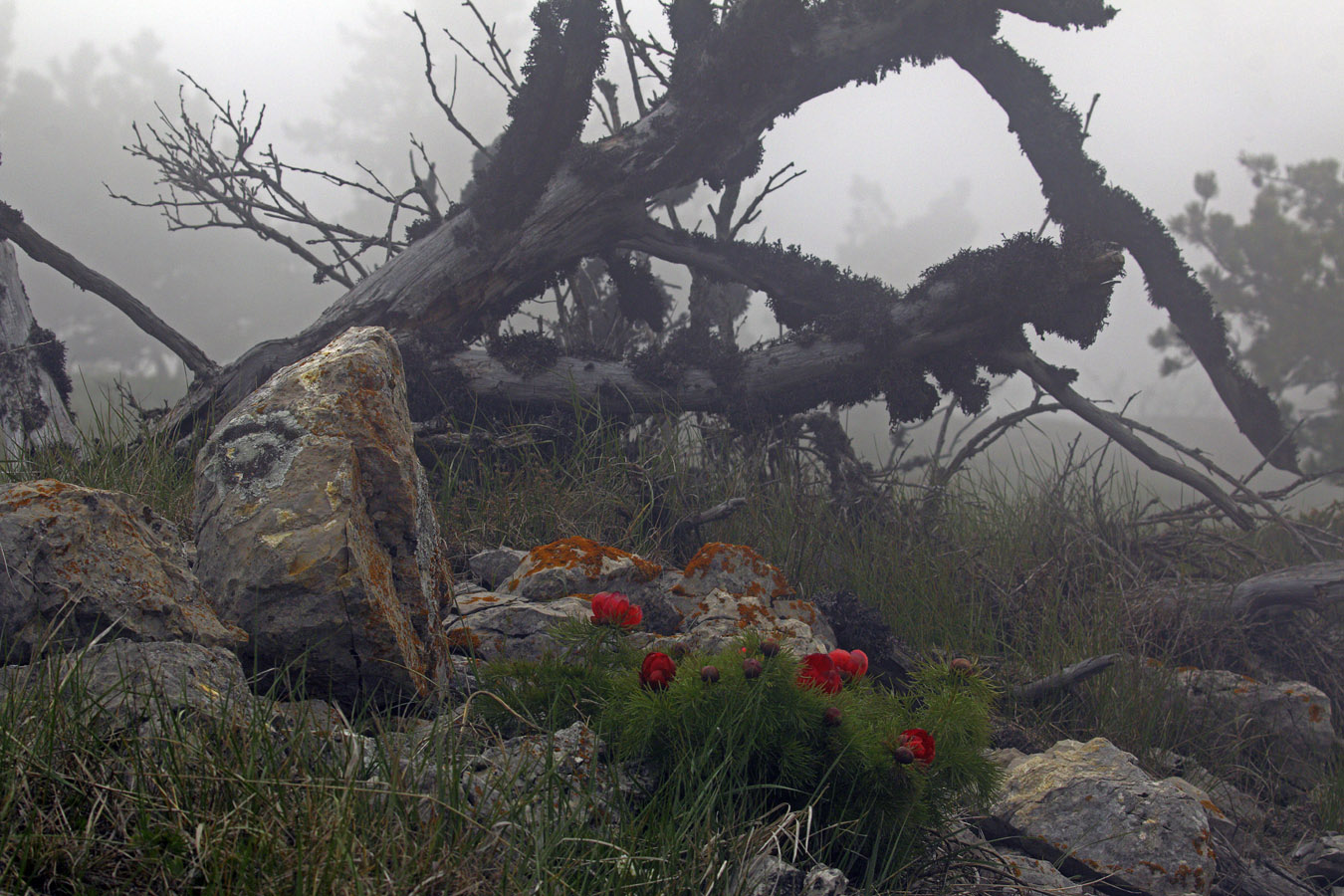 Пионы Ай-Петри