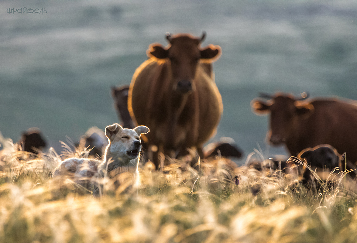 На закате в ковылях