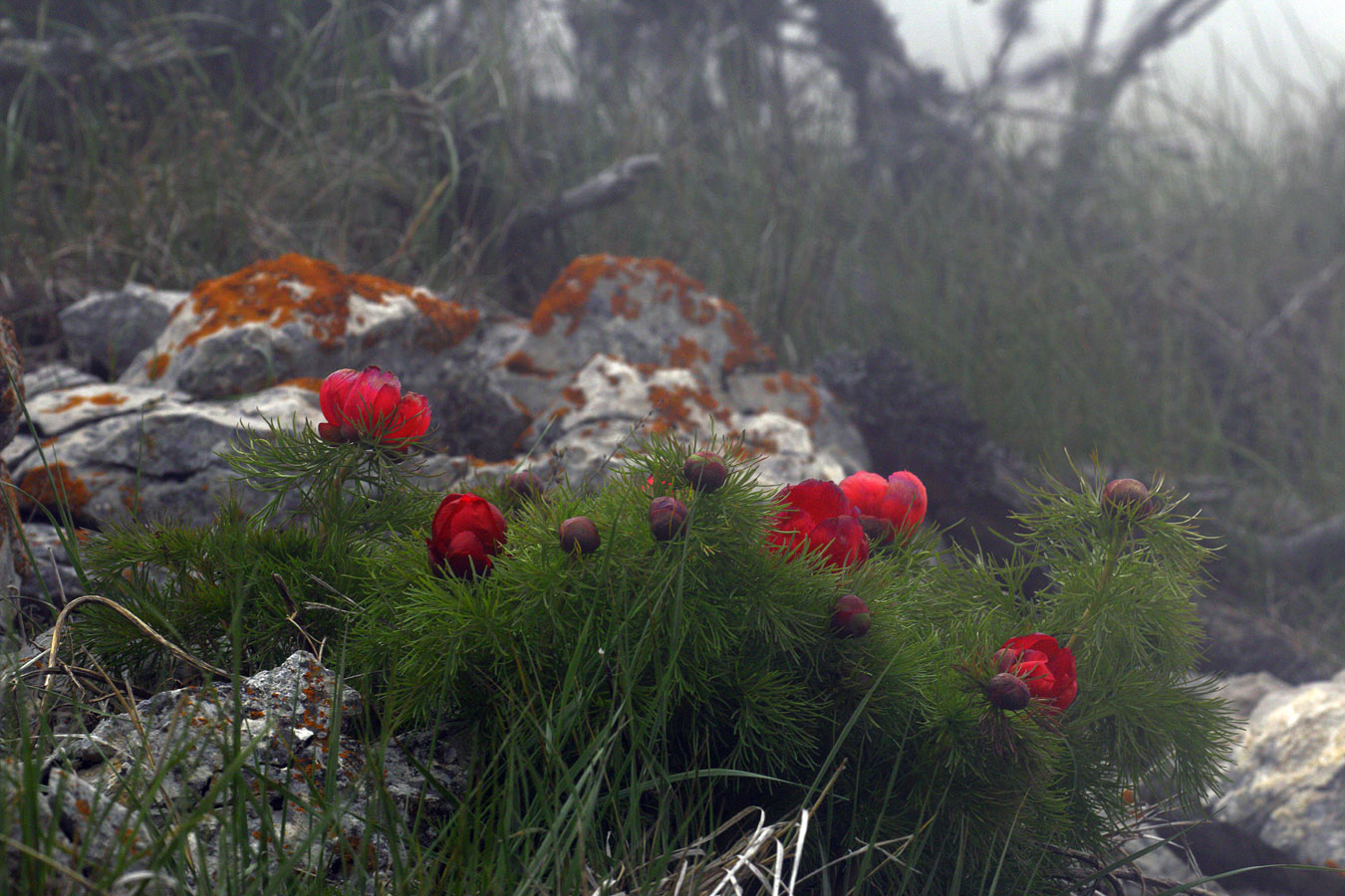 Пион узколистный