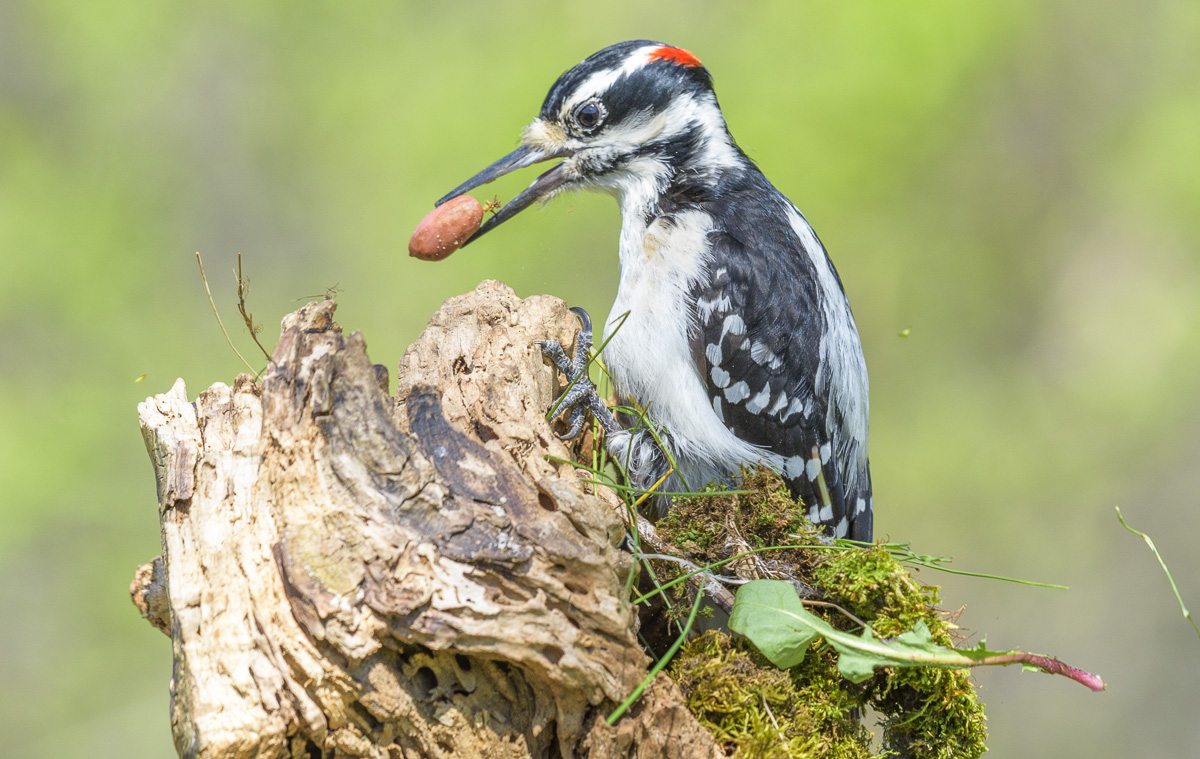 Hairy woodpecker~Волосатый дятел