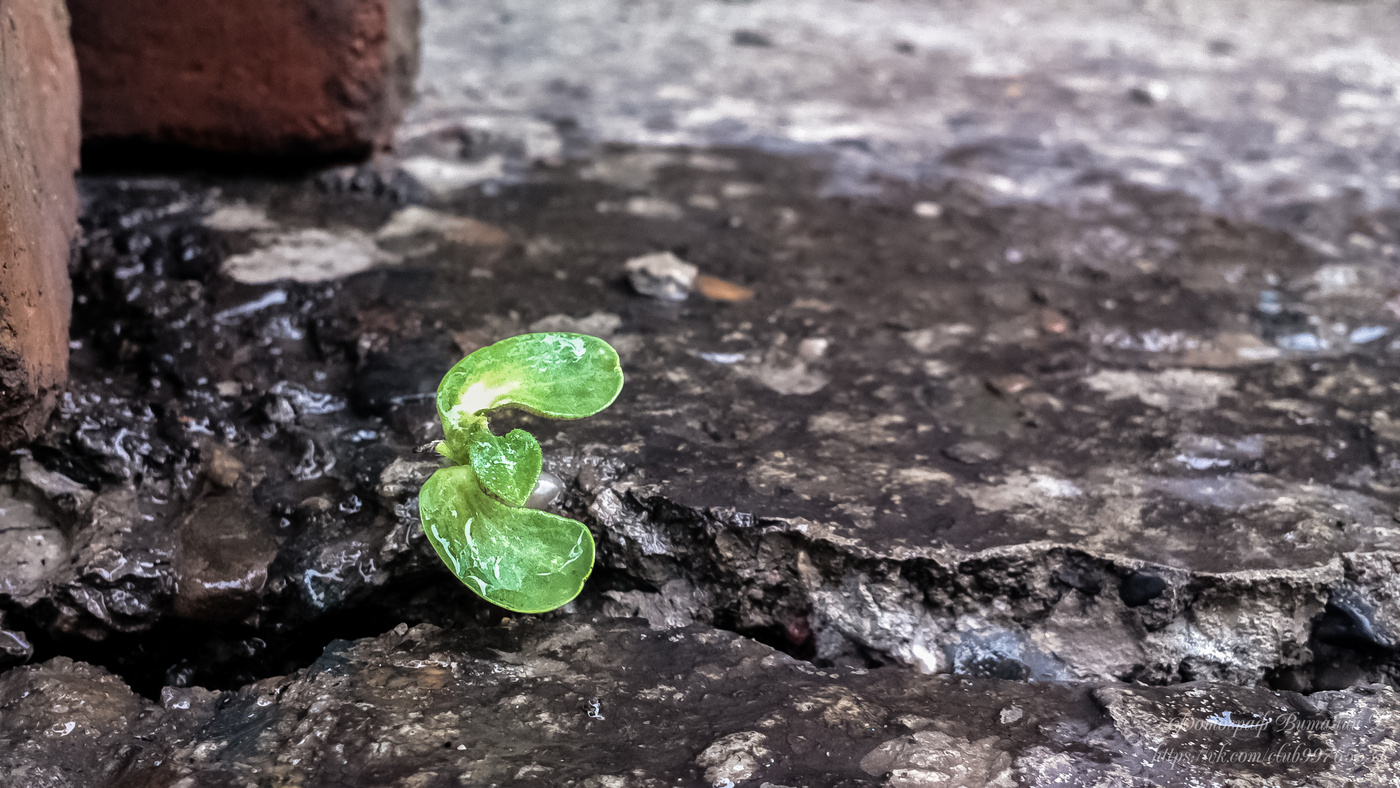 Камни пройденных дорог сумел пробить росток