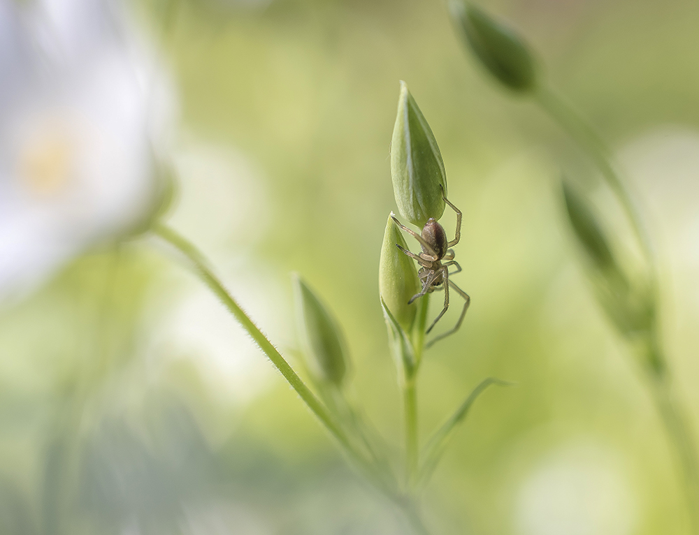 В траве сидел...