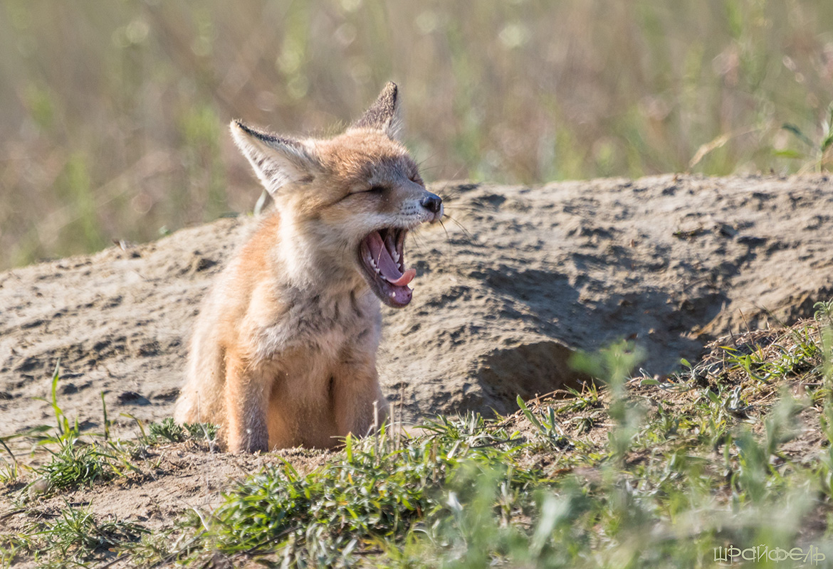 Эх... не выспался