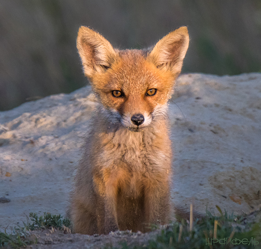 В закатных лучах