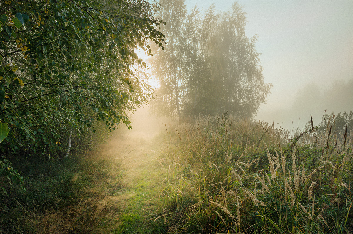 Рассвет в лесу.