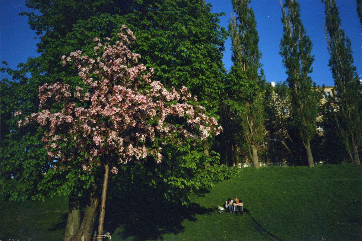 Розовое дерево