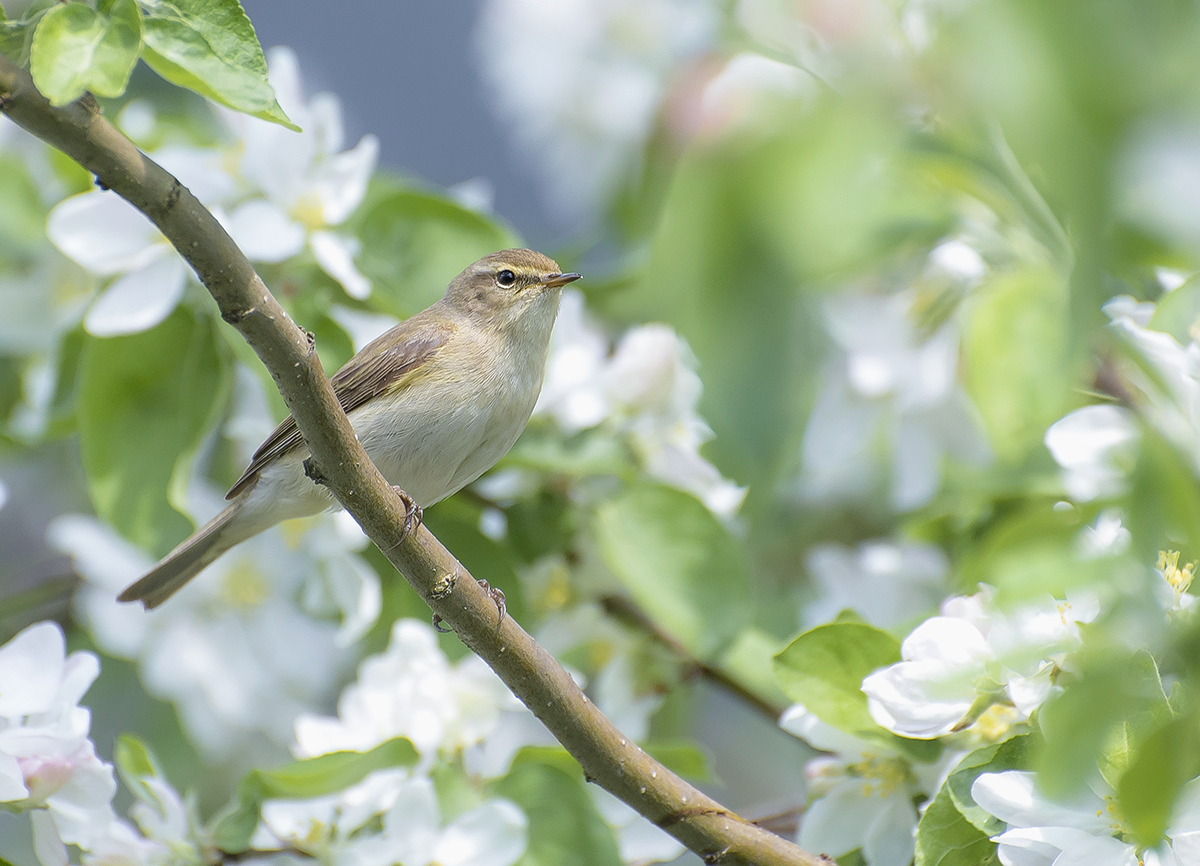 Пеночка на яблоньке.