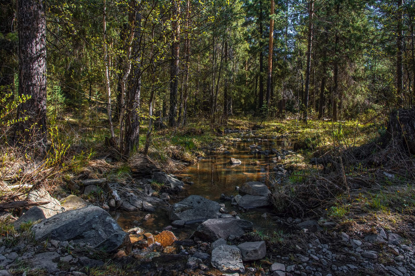 Майский лес