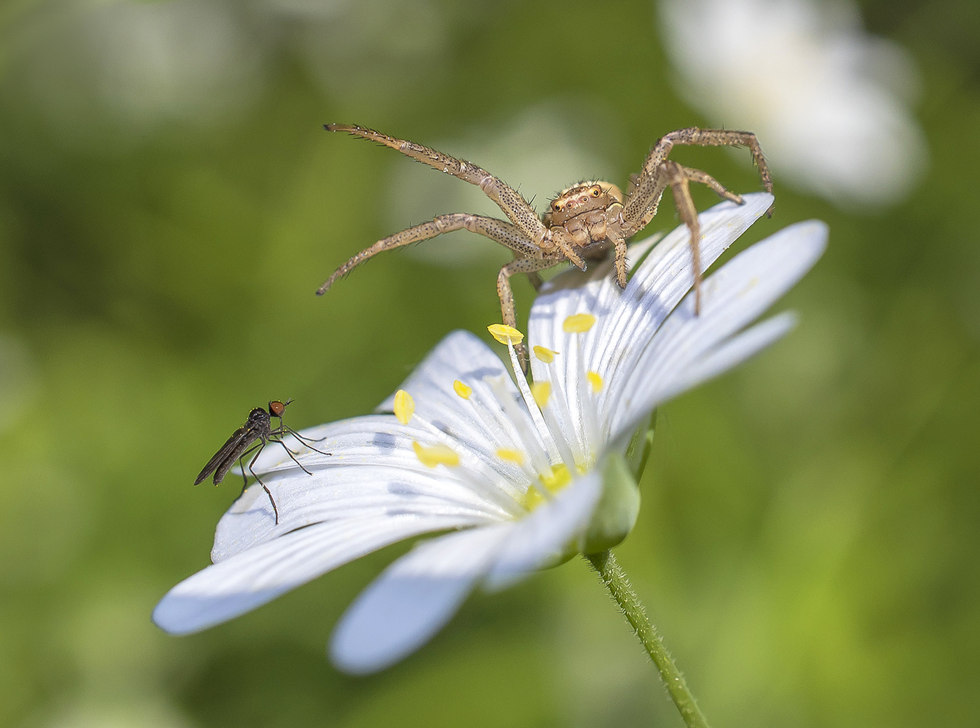 Встреча старых друзей.