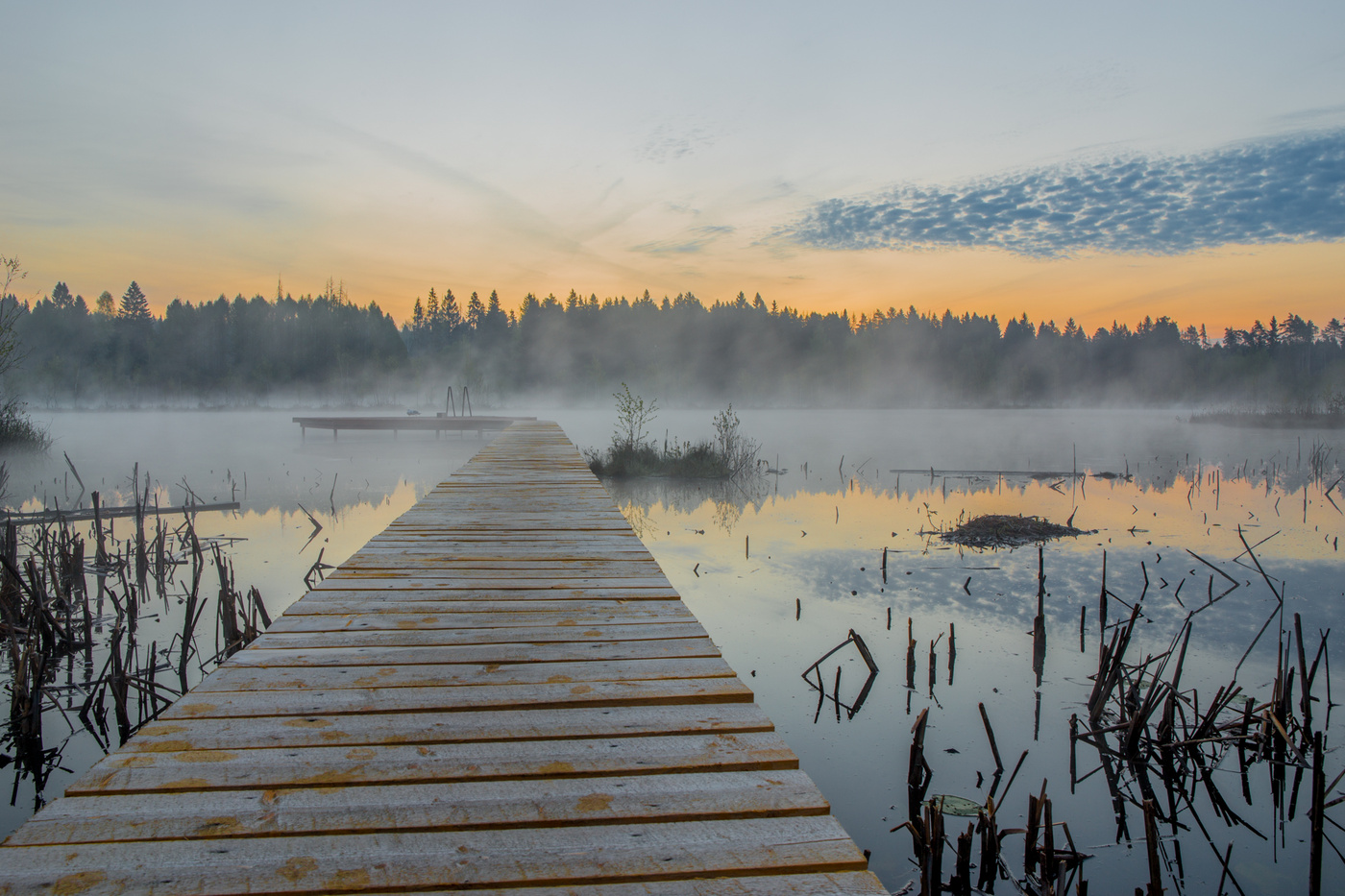 утро на болоте