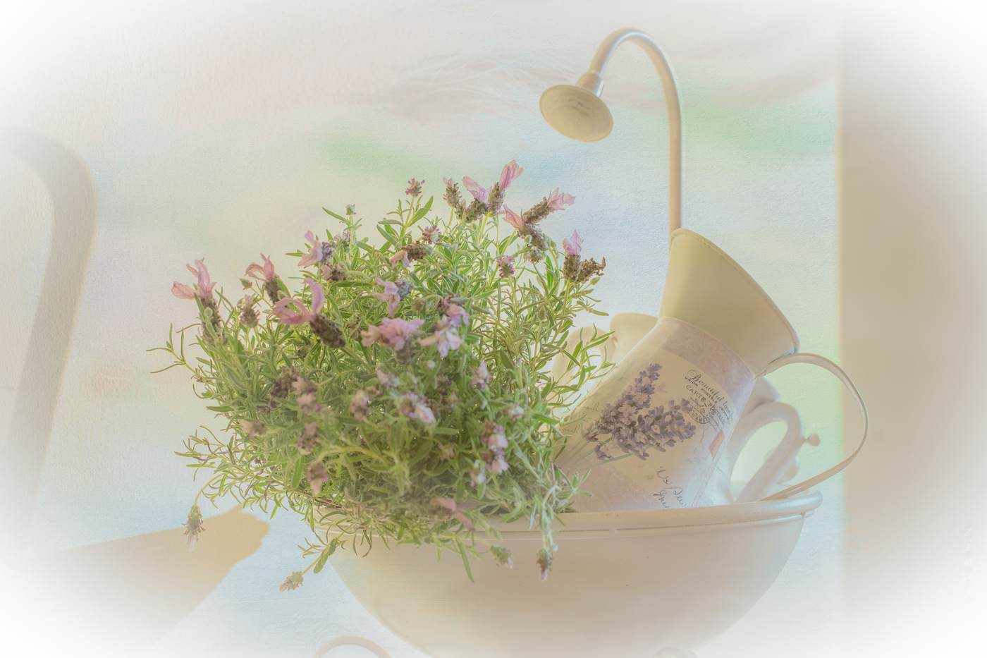 еще раз про лаванду