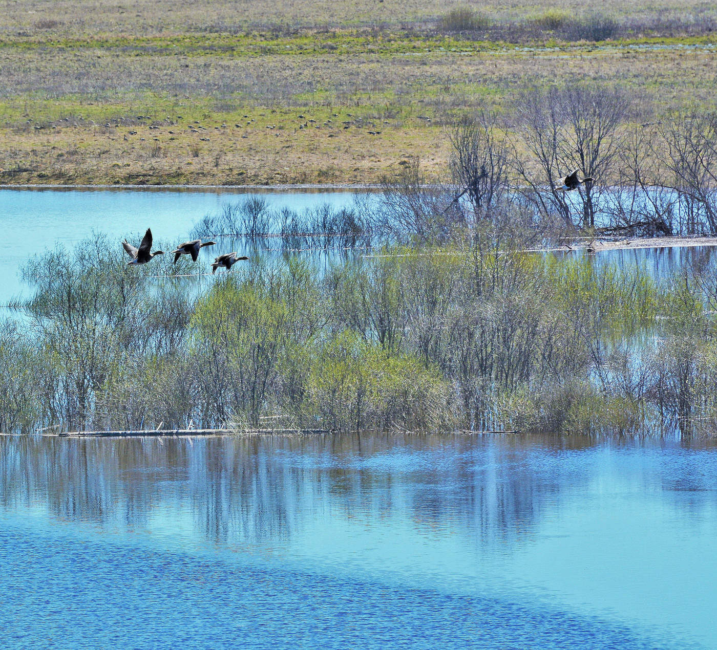 Весна. Дикие гуси ...